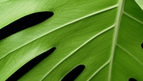 exotic tropical plant with huge green leaf - monstera deliciosa