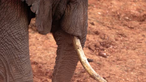 closeup african bush elephant tusk in the aberdare national park in kenya