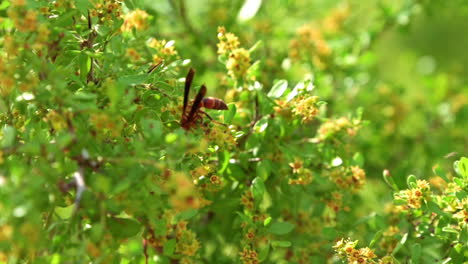 close up of a wasp feeding on the nectar of little flowers in bush