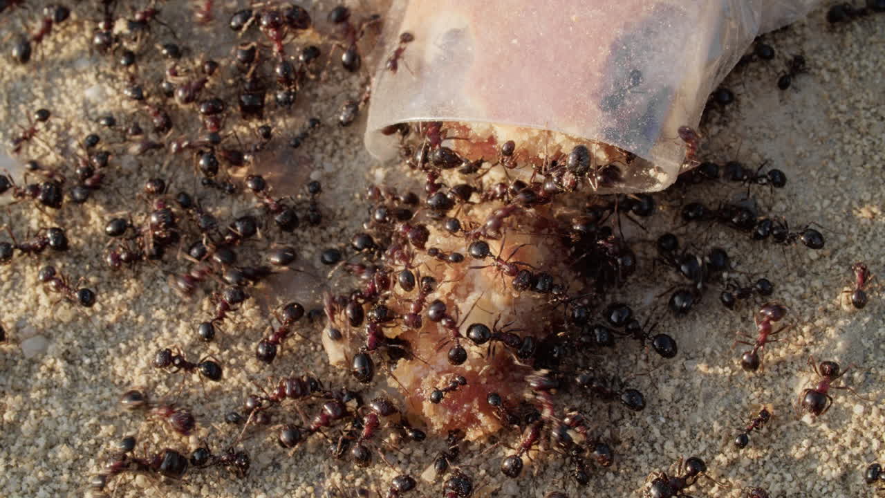 Sciame di formiche intorno a scarti di cibo dolce su terreno sabbioso