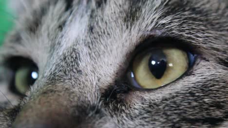 close up eyes of a tabby cat looking around