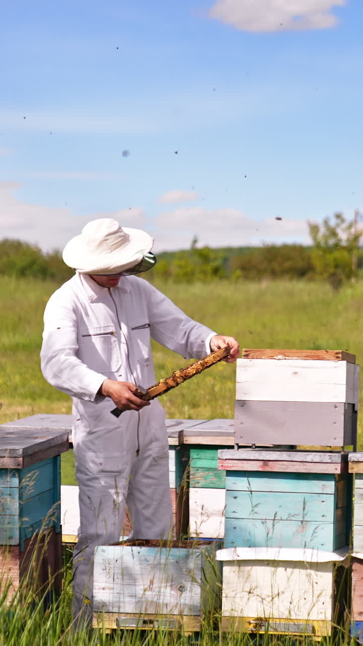 Calm male beekeeper looking thoroughly the frame. Multiple bees flying quickly around the man. Sunny nature backdrop. Vertical video