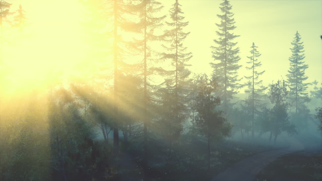 Sunbeams through the Foggy Forest