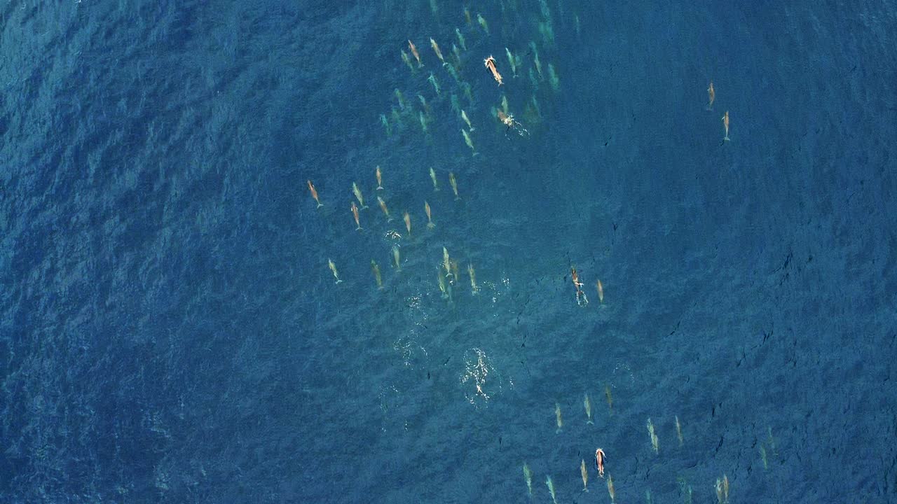 Top View Of Spinner Dolphins Swimming In The Turquoise Blue Ocean Water - aerial shot
