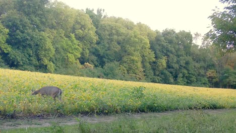 white tail deer - doe cautiously walks into a soybean field to graze in the midwest in autumn
