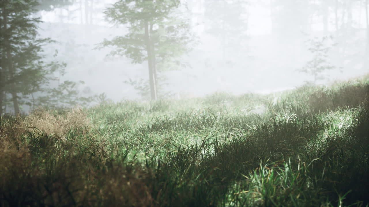 ⁇ 빛에 대항하여 숲에서 그늘을 가진 나무