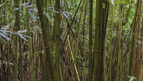 dense forest of bamboo plants moving in the wind in slow motion