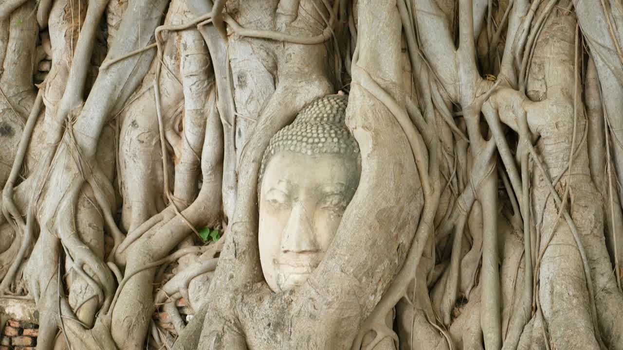 cabeza de buda incrustada en un árbol de banyan. wat wat maha que, ayutthaya