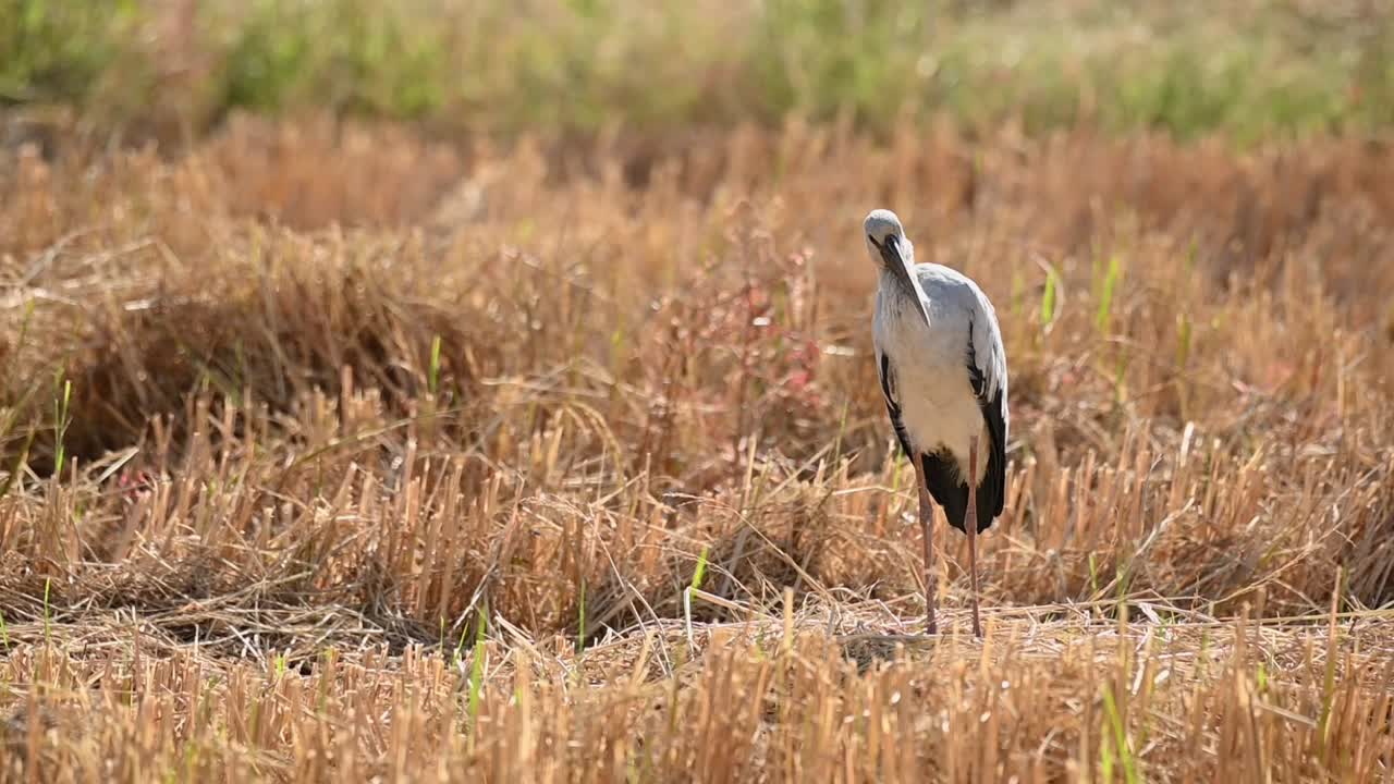 아시아 openbill 황새, anastomus oscitans, nakhon nayok, 태국
