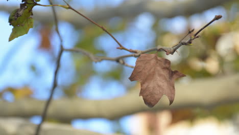 Dry-maple-tree-leaves-in-wind,-autumn-season-scenery-with-selective-focus