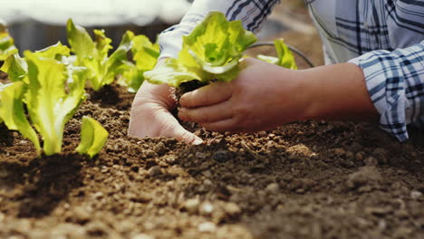 planting lettuce in a garden