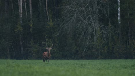 Un-Solo-Ciervo-Joven-Caminando-Comiendo-A-Finales-De-Otoño-Por-La-Noche-Al-Anochecer-En-La-Oscuridad