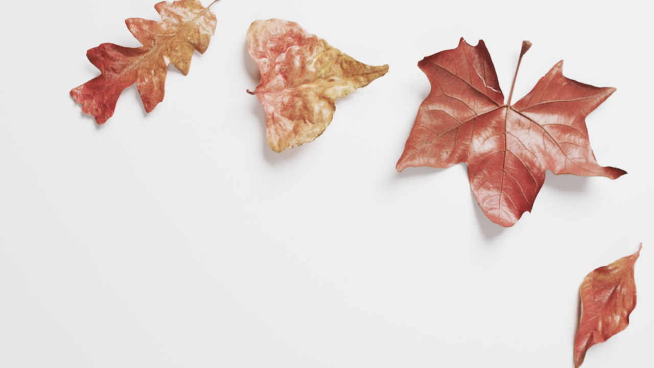 하 ⁇  배경에 복사 공간과 함께 할로윈 가을 잎의 비디오