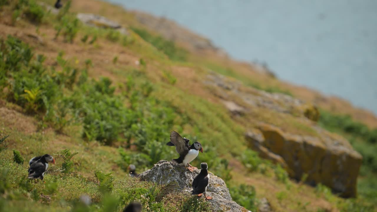 papagaio en cámara lenta volando y aterrizando en el suelo en su madriguera, papagaio atlántico en vuelo en cámara lenta en la isla de skomer