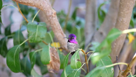 a bright pink annas hummingbird landing on a tree branch and cautiously looking around before quickly flying away in search of nectar california