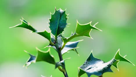 video clip capturing a holly bush backlit by morning sun, vibrant green leaves shimmering, christmas berries gleaming with dewdrops