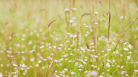 Gras-Und-Weiße-Blumen-Mit-Wenig-Bewegung-Mit-Der-Brise-Am-Nachmittag,-Wie-In-Freier-Wildbahn-In-Thailand-Zu-Sehen