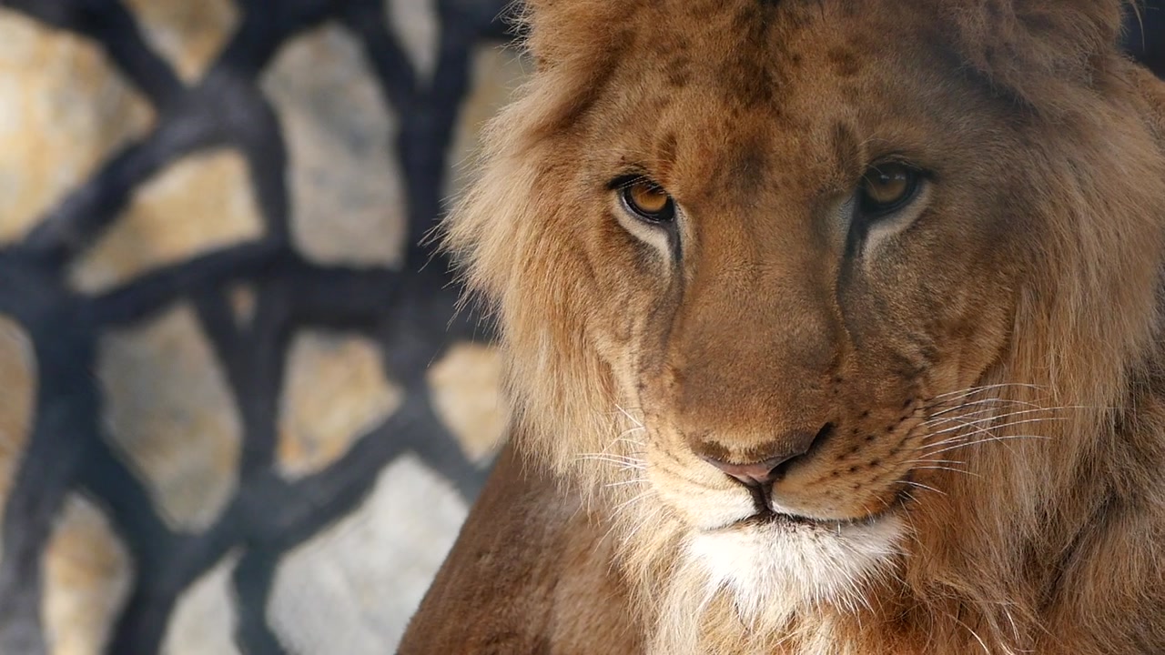 Close-up of a Majestic Male Lion Turning its Head