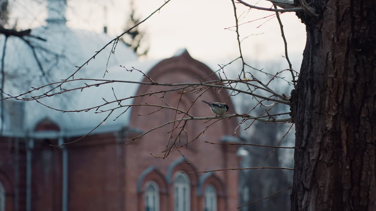 Tiny bird perches on thin tree branch in front of blurred red brick building with dome roof, surrounded by bare twigs and soft evening light in quiet urban natural park environment