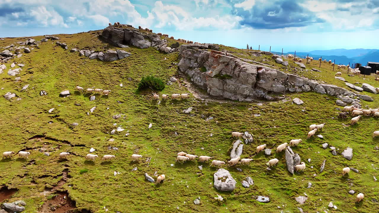 Fat fluffy white sheep walk by the hill. Livestock grazing in the mountains on sunny day. Aerial view