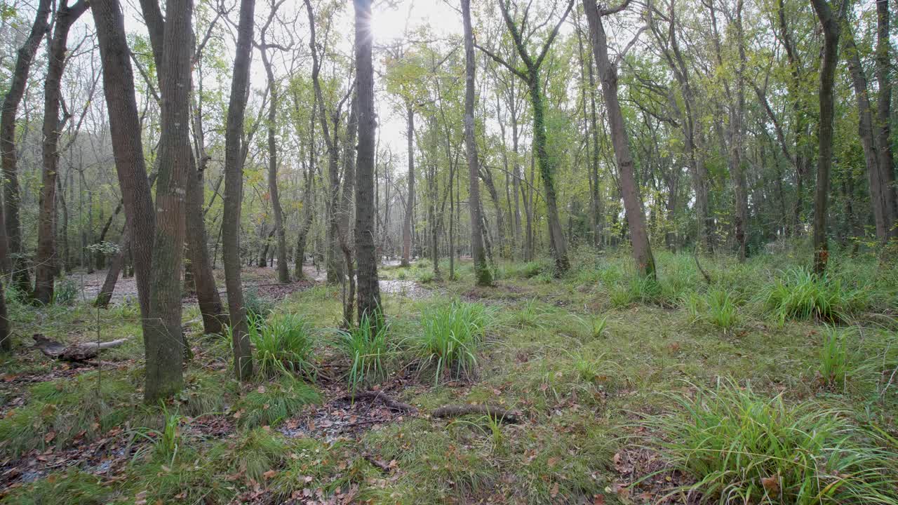 bosque de otoño, paseo cardán