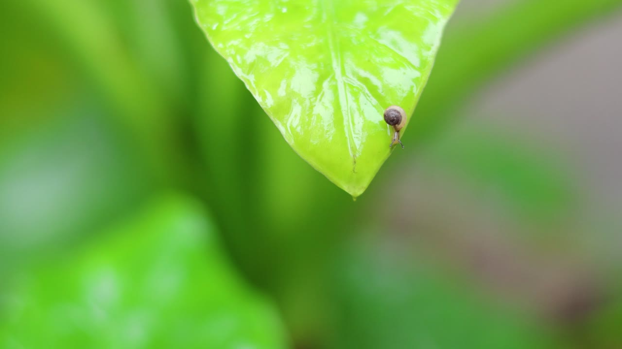 달이는 서서히 잎의 표면을 가로지르고 있습니다.