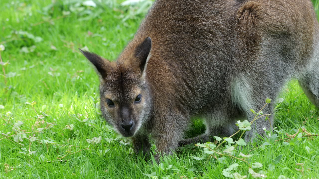 Red-necked Wallaby (Macropus rufogriseus) macropod marsupial, family: Macropodidaem, region: eastern Australia and Tasmania.