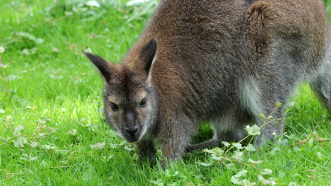 red-necked wallaby (macropus rufogriseus) macropod marsupial, family: macropodidaem, region: eastern australia and tasmania.
