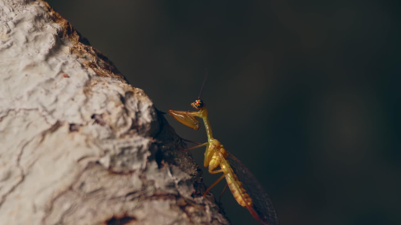 어두운 배경에 나무 줄기에 앉아 있는 mantispidae 또는 mantid lacewing