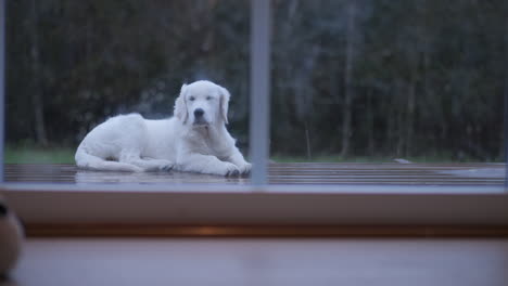 golden retriever standing still on the porch at dawn