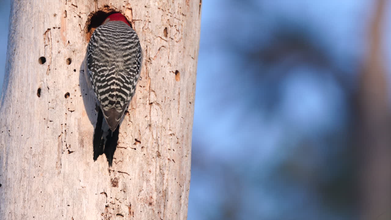Nesting Red-bellied Woodpecker bird perched on dead tree in Everglades park Florida