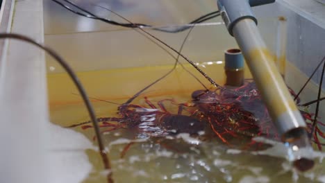 Japanese-Spiny-Lobster-"Ise-Ebi"-in-Tank-at-Fish-Market-in-Toba,-Mie-Japan