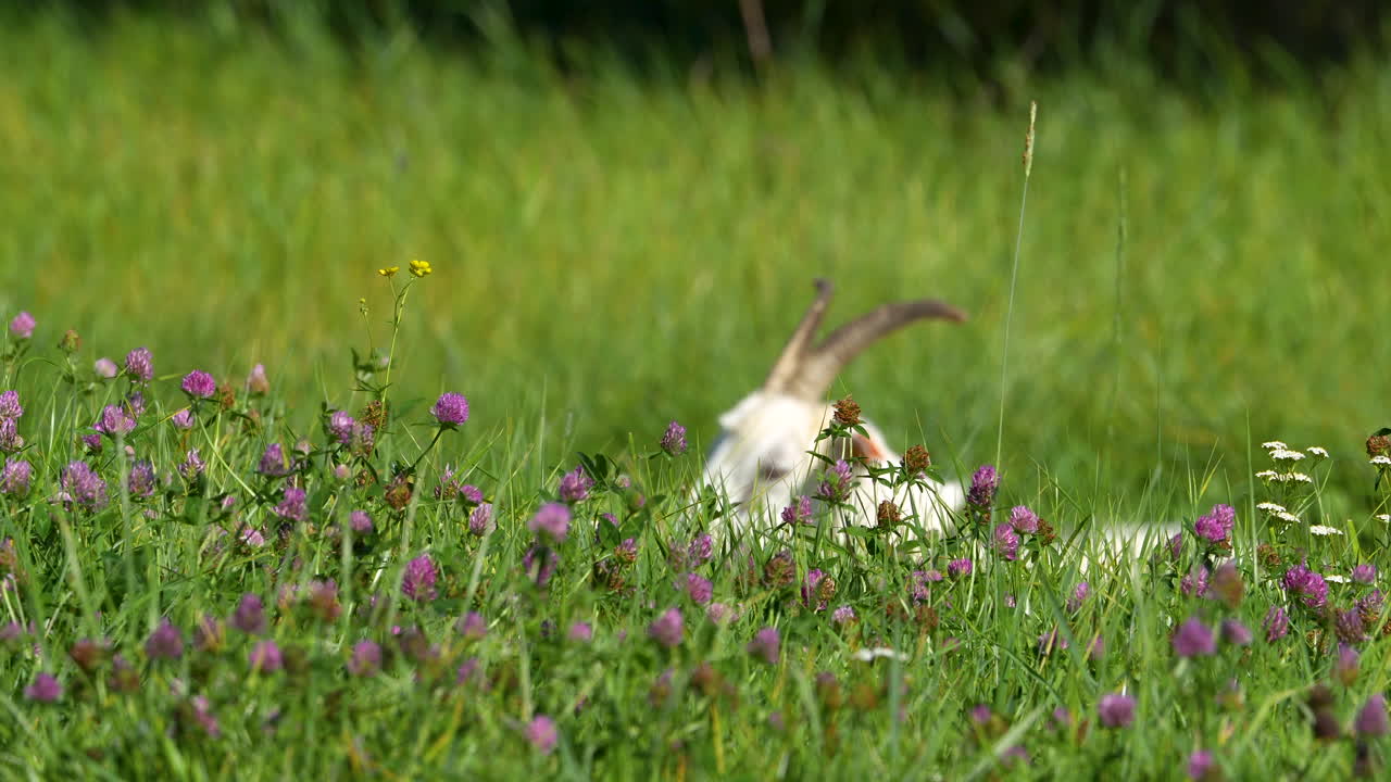 primer plano de una cabra pastando en un prado, parcialmente escondida por la hierba alta y las flores silvestres