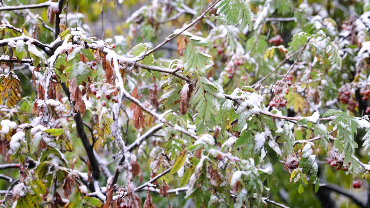 Snowy Autumn Tree Branches