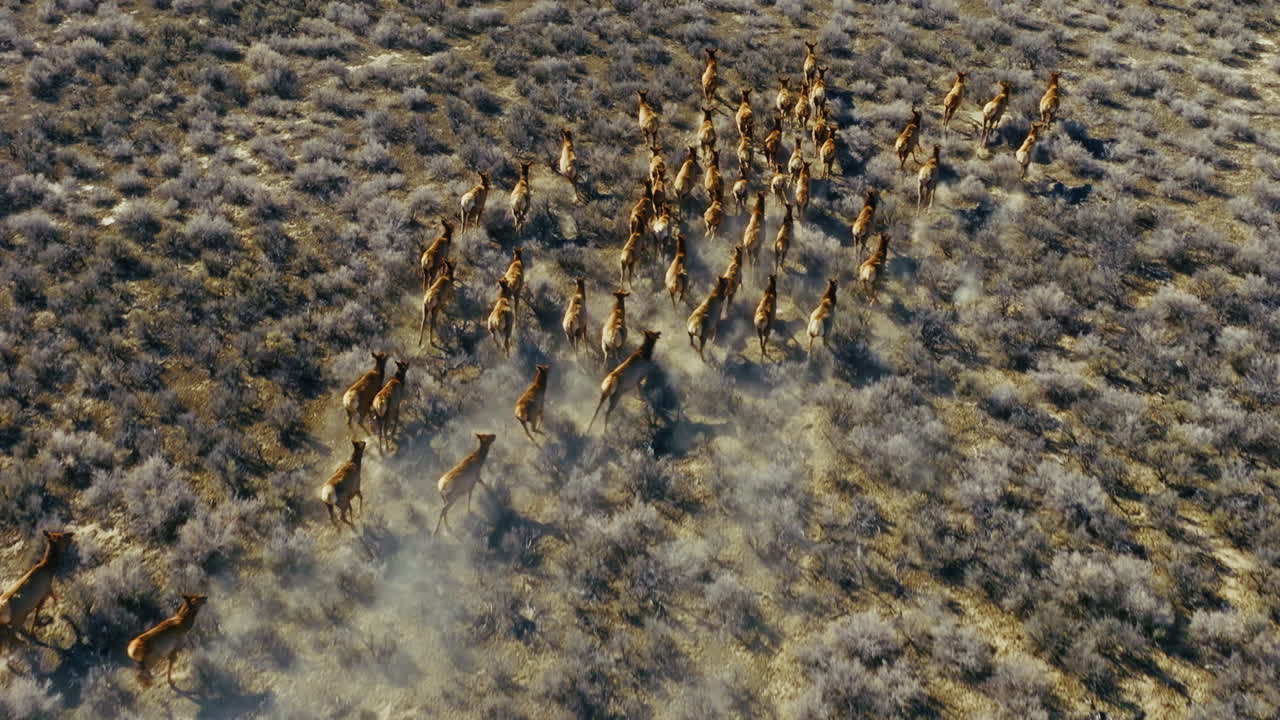 Drone shot of a large herd of elk running through sagebrush in the Nevada high desert in the morning. Aerial shot, camera flies over