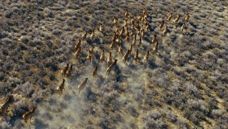 drone shot of a large herd of elk running through sagebrush in the nevada high desert in the morning. aerial shot, camera flies over