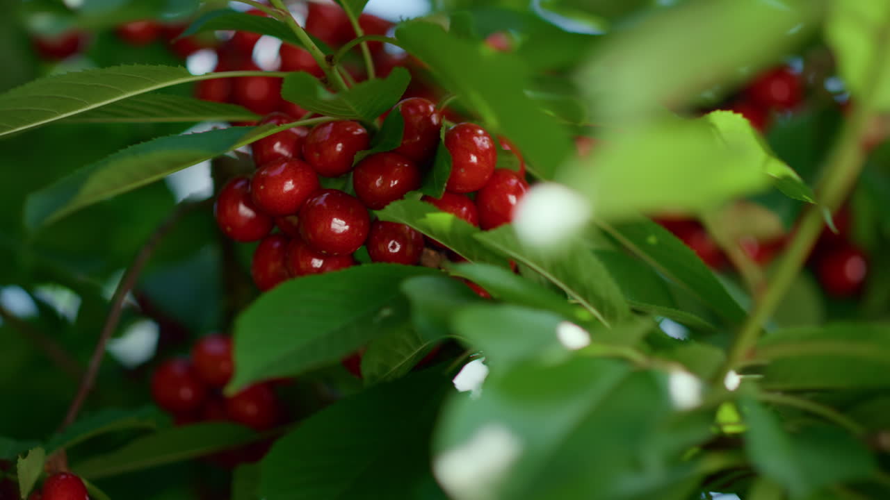 Rote Kirschtraube in Baumblättern. Frischer, selbst angebauter vegetarischer Nachtisch