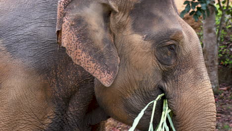 súper cerca de una gran cabeza de elefante comiendo bambú en cámara lenta
