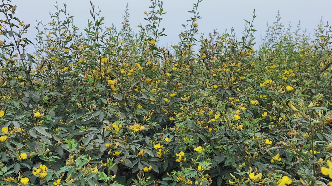 Left-to-right tracking view across dense pigeon pea plants covered with yellow flowers and green foliage, filling the frame with layered vegetation under open sky in daylight