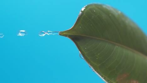 vertical of drops of water drip from the green leaves down on the blue background