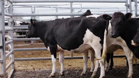 black and white holstein cows standing in fenced stockyard at ranch waiting