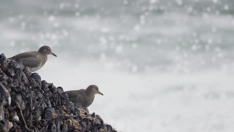 slow motion, medium shot of surfbirds on a barnacle and mussel covered rock in british columbia