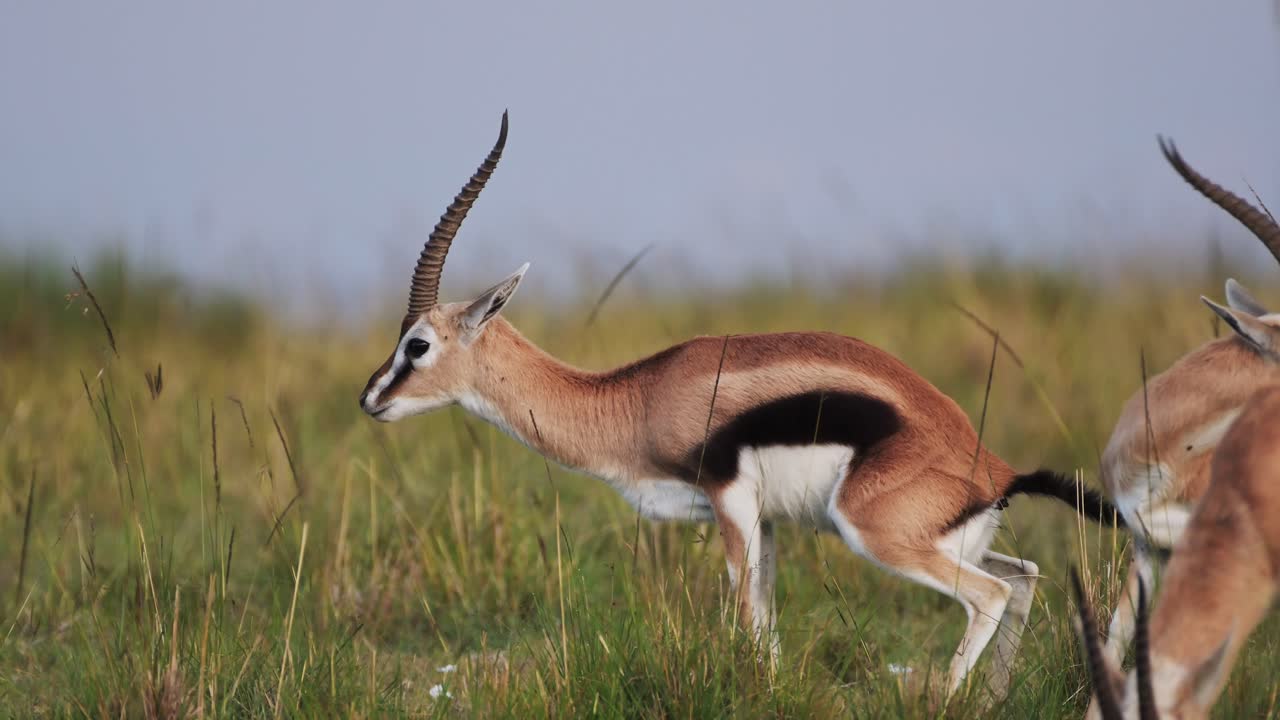 disparo en cámara lenta de los excrementos de la gacela thomson en la naturaleza llanuras naturales de pastizales áfrica animales de safari en masai mara vida silvestre africana en la reserva nacional de masai mara