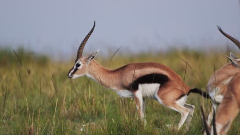 disparo en cámara lenta de los excrementos de la gacela thomson en la naturaleza llanuras naturales de pastizales áfrica animales de safari en masai mara vida silvestre africana en la reserva nacional de masai mara
