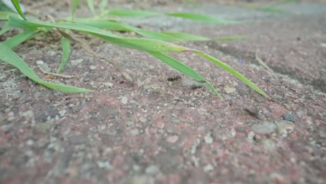 black ants walking through green root structures in packed dirt, macro slow motion