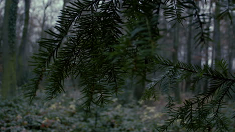 Nahaufnahme-Einer-Kiefer-Mit-Defokussiertem-Blatt-Im-Parkwald