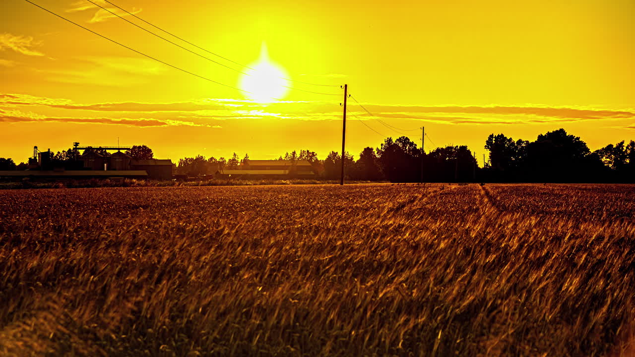 시골 의 밀  ⁇  위 에 밝은 노란색 의 해 가 지는 것 - 시간 경과