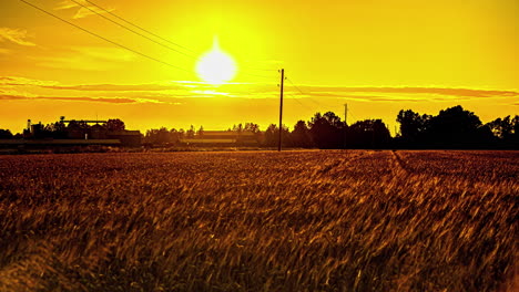 un atardecer amarillo brillante sobre un campo de trigo en el campo - lapso de tiempo
