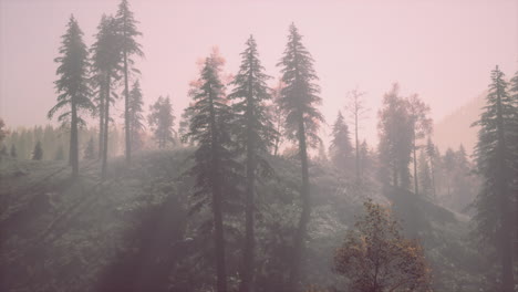 Evergreen-fir-trees-with-cones,-peaks-of-French-Alps-mountains