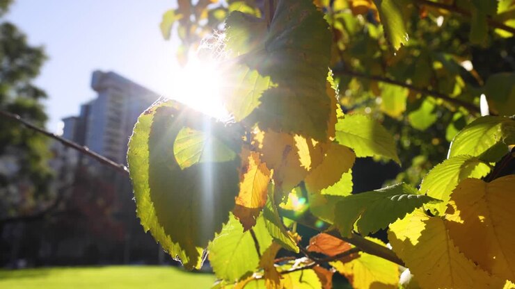 sonnenlicht scheint durch gelbe blätter in melbourne